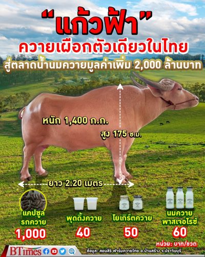 แก้วฟ้า ควายเผือกตัวเดียวในไทย จาก สอนศิริฟาร์มควายไทย สร้างมูลค่าได้มากกว่า 2,000 ล้านบาท