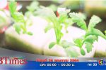 Promote BTime Talk 'LED Farm' ใน BTimes 26 พฤษภาคม 2564 เวลา 00.00-00.30 น.