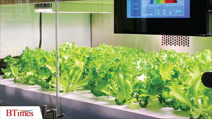 การปลูกผักปลอดสารในโรงงานพืช Plant Factory ของ LED Farm