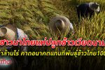 ชาวนา ไทยแห่ปลูก ข้าวเวียดนาม ในไทยกว่าล้านไร่ คาดอนาคตแทนที่พันธุ์ข้าวไทย 100%