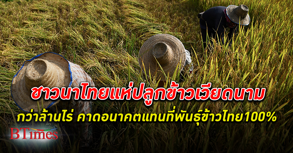 ชาวนา ไทยแห่ปลูก ข้าวเวียดนาม ในไทยกว่าล้านไร่ คาดอนาคตแทนที่พันธุ์ข้าวไทย 100%