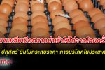 ตามไต้หวันมา! มาเลเซีย เปิดตลาด นำเข้า ไข่ไก่ จากไทยครั้งแรก แก้ปัญหาขาดแคลน