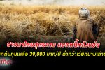 หอการค้าไทย เผย ชาวนา ไทย แบก หนี้ หลังแอ่น มีรายได้หลังหักต้นทุนเหลือแค่ 39,000 บาทต่อปี