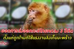 ผู้ผลิต กะทิ ส่งออก กำลังประสบปัญหาหนัก ยอดส่งออกลดลง 3 ปี หลังไทยถูกโจมตีใช้แรงงานลิง