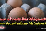 กรมการค้าภายใน เผยสถานการณ์ ไข่ไก่ เริ่มคลี่คลาย ราคาไข่ไก่ คละหน้าฟาร์มเฉลี่ยฟองละ 3.80 บาท