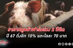 ต้นทุนวัตถุดิบอาหารสัตว์ตลาดโลกขาลง กลับไม่ช่วยปากท้องคนเลี้ยง สุกร ในไทย คาดราคาหน้าฟาร์มร่วง 2 ปีติด