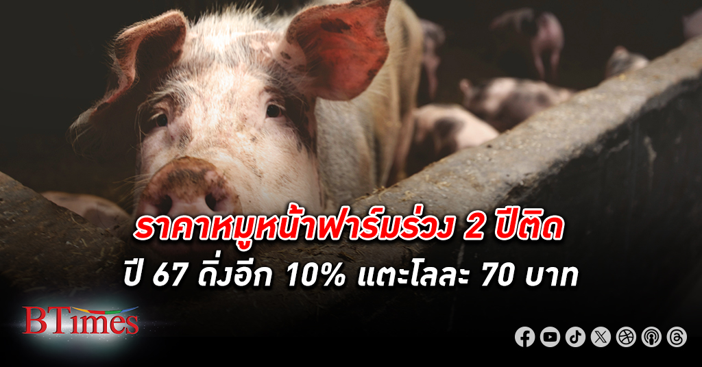 ต้นทุนวัตถุดิบอาหารสัตว์ตลาดโลกขาลง กลับไม่ช่วยปากท้องคนเลี้ยง สุกร ในไทย คาดราคาหน้าฟาร์มร่วง 2 ปีติด