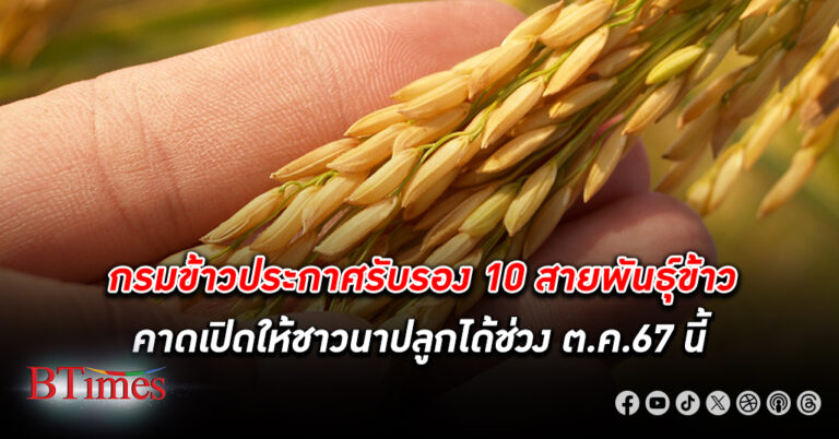 กรมการข้าว ประกาศรับรอง 10 สาย พันธุ์ข้าว ส่งเสริมชาวนาปลูกขาย ช่วง ต.ค.นี้ ปีนี้งดจ่ายชาวนาไร่ละ 1,000 บาท