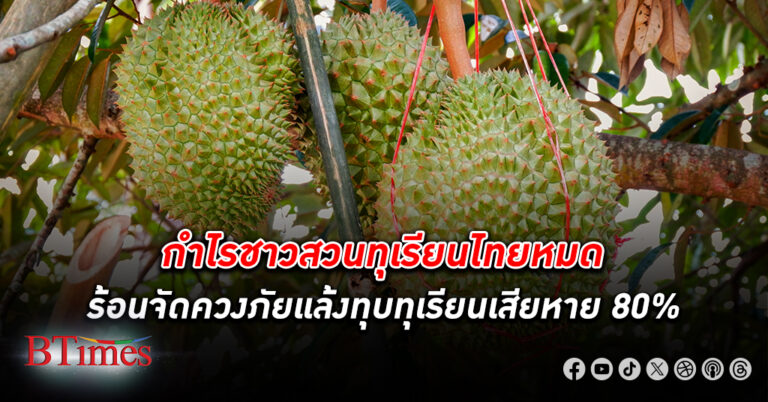 ร้อนจัดผสมภัยแล้งสุดทุบกำไรชาวสวน ทุเรียน กลายเป็นติดหนี้สิน ผลผลิตเสียหายถึง 80%