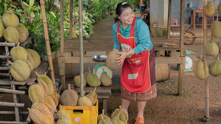 จีน บุกปลูก- ส่งออกทุเรียน จากลาวกลับจีน อวยลาวจ่อผลิตทุเรียนอันดับ 4 ของโลก รถไฟเร็วสูงผุดกระแสลงทุนทุเรียนพุ่งในลาว ยูเอ็นชี้ 95% ส่งออกทุเรียนทั่วโลกเข้าจีน หวั่นป่าไม้ ไร่กาแฟ สูญหาย