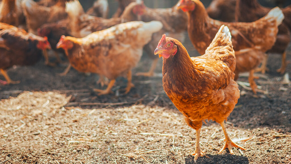 ญี่ปุ่นสั่งห้ามนำเข้า ไก่ จากบราซิลมีผลตั้งแต่ศุกร์ผ่านมา จีนห้ามนำเข้าเป็นประเทศแรก ไข้หวัดนก ระบาดครั้งแรกในฟาร์มเอกชนรายใหญ่ 