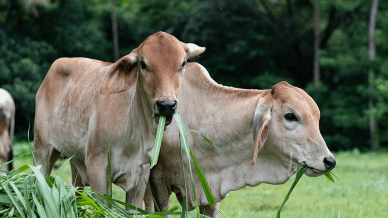 ปศุสัตว์ เฝ้าระวังเข้ม ป้องกัน แอนแทรกซ์ เร่งสอบสวนแหล่งที่มาการระบาด เข้มงวดในจุดที่พบผู้ติดเชื้อในพื้นที่ ชายแดนไทย-ลาว