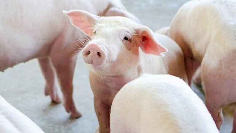 สมาคมผู้เลี้ยงสุกร ชี้เลือกสินค้าอื่นของไทยที่แข่งขันได้กับสหรัฐ ค้านเลือกเนื้อหมูไปแลกกับภาษีสหรัฐ ไม่คุ้มกันถ้า ศก.สหรัฐรอด แต่ ศก.ชาวบ้านของไทยล่ม