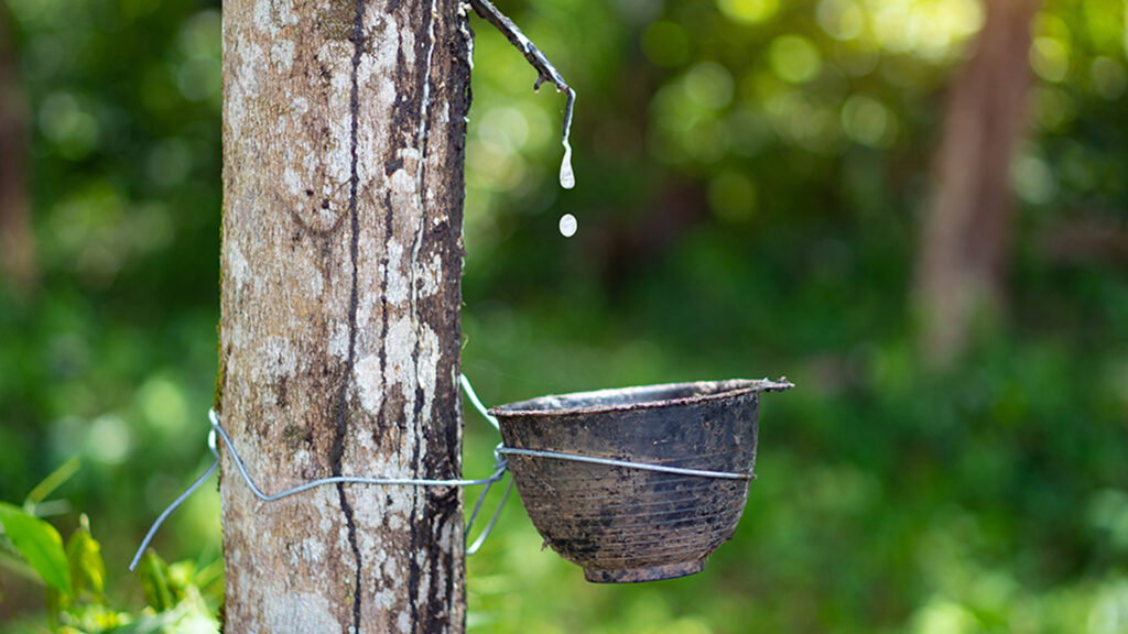 ยางพารา ยัน ปาล์มน้ำมัน พังยับกว่า 6,600 ล้านบาท เซ่นมหาอุทกภัยภาคใต้ 68